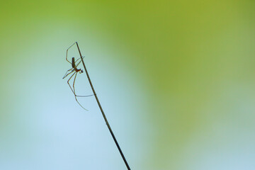 spider silhouette in the grass on green background