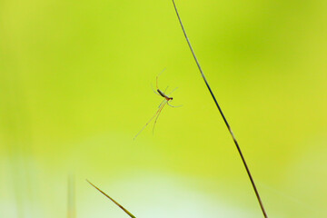 spider silhouette in the grass on green background