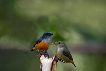 Orange - bellied Flowerpecker