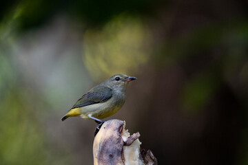 Orange - bellied Flowerpecker