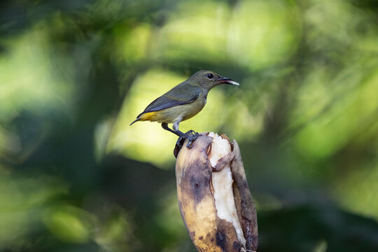 Orange - bellied Flowerpecker