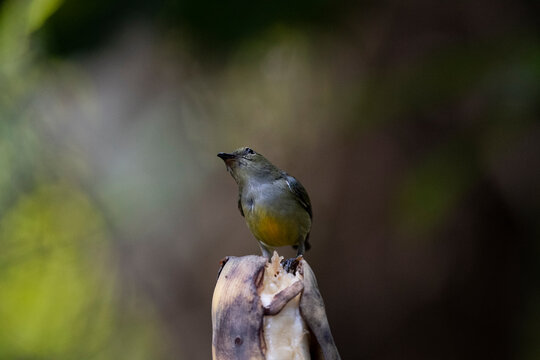 Orange - bellied Flowerpecker