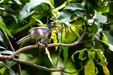 Fototapeta premium Oriental Magpie Robin