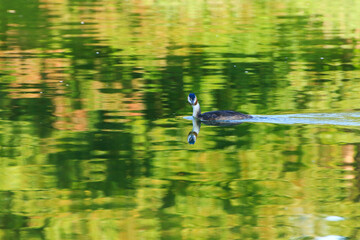 Great crested grebe bird floating on the Danube river
