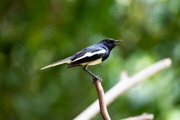 Oriental - magpie Robin