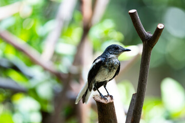 Oriental - magpie Robin