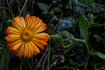 verzweigte Ringelblume [Calendula officinalis]