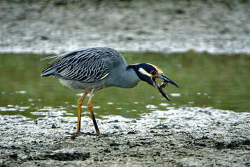 Yellow-crowned night heron (Nyctanassa violacea) eating a crab on the bank of a shallow pond by the beach in Ayampe, Ecuador