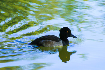 Fototapeta premium wild ducks on the lake near danube river in Germany