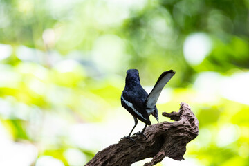 Oriental Magpie Robin