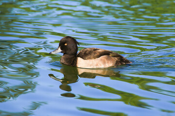 wild ducks on the lake near danube river in Germany