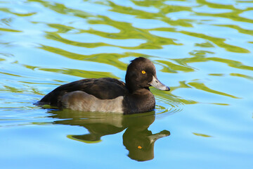 wild ducks on the lake near danube river in Germany
