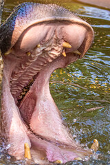 Open mouth of a hippo