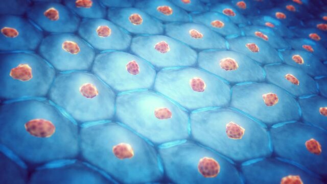 Animation of skin cells. Embryonic stem cells concept