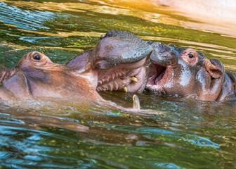 Cuddling of hippo with its juvenile