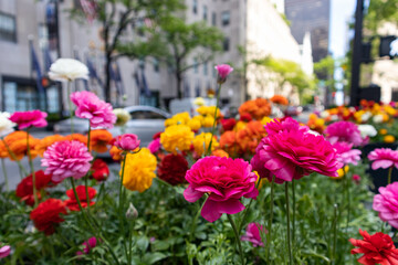 Colorful Flowers in Midtown Manhattan during Spring in New York City