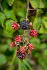 rubus ulmifolius