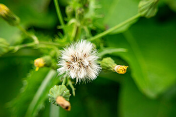 Views, Flowers, Closeup, Colors, Nature, macro