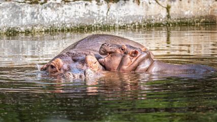 Obraz premium A juvenile hippo playing with its parents