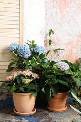 Fototapeta na wymiar Beautiful blooming hortensia plants in pots outdoors. Space for text