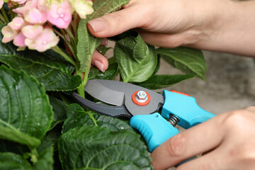 Woman pruning hortensia plant with shears outdoors, closeup