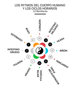 Ritmos circadianos de 24 horas de los principales meridianos del cuerpo y órganos según la medicina china. Yin para negro - blanco, yang. Colores de los 5 elementos: rojo para el fuego