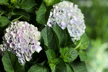 Hortensia plant with beautiful flowers outdoors, closeup