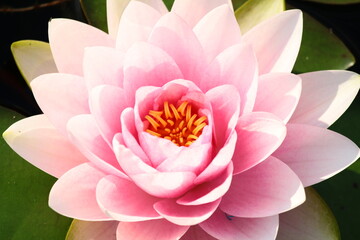 Różowy kwiat lilii wodnej (Nymphaea)