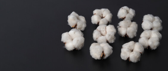 Cotton flowers isolated on black background. studio shot flat lay top view angle. White cotton flowers represent soft gentle and  delicate. Showing texture of cotton by close up shot.  
