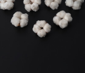 Cotton flowers isolated on black background. studio shot flat lay top view angle. White cotton flowers represent soft gentle and  delicate. Showing texture of cotton by close up shot.  