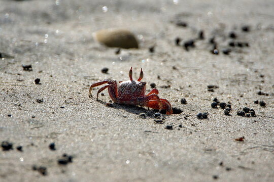 Sally lightfoot crab going into a hole on the beach in Ayampe, Ecuador