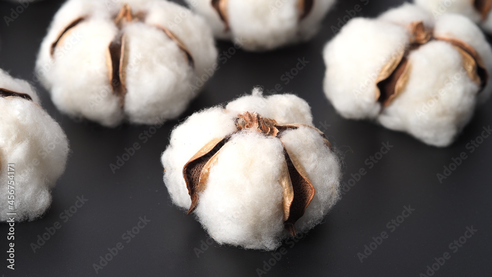 Wall mural Cotton flowers isolated on black background. studio shot flat lay top view angle. White cotton flowers represent soft gentle and  delicate. Showing texture of cotton by close up shot.  