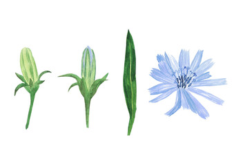 Chicory blue-lilac flower open and close bud isolated on white background. Watercolor hand drawing illustration for herbal card. Elements for design.