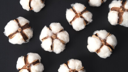 Cotton flowers isolated on black background. studio shot flat lay top view angle. White cotton flowers represent soft gentle and  delicate. Showing texture of cotton by close up shot.  