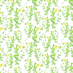 Hypericum perforatum branch in seamless pattern on white background. Watercolor hand drawing illustration. St Johns wort.