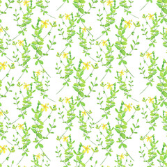 Hypericum perforatum branch in seamless pattern on white background. Watercolor hand drawing illustration. St Johns wort.