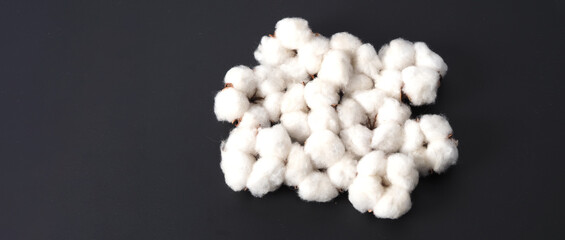 Cotton flowers isolated on black background. studio shot flat lay top view angle. White cotton flowers represent soft gentle and  delicate. Showing texture of cotton by close up shot.  