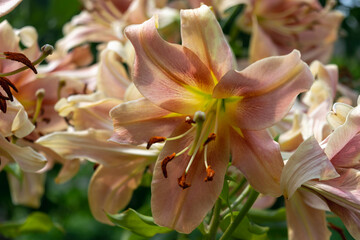 Obraz premium Fragrant hybrid flowers of lilies in the summer garden. Natural flower background