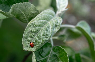 Ladybug on a green leaf of an apple tree. This insect destroys harmful insects - aphids and spider mites.