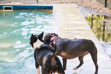 Pit bull dog swimming in the pool and playing with a bull terrier dog around. Sunny day in Rio de Janeiro.