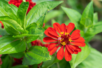 Against the background of green foliage, a flower of red zinnia. Natural flower background, wallpaper.