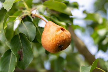 Rotten pears on a pear tree branch. Loss of crops, gardening. Losses. Selective focus. Horizontal photo.
