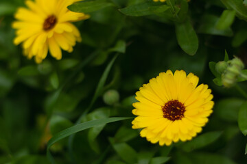 Flowers of orange medicinal calendula. Floral background. Selective focus. Horizontal photo.