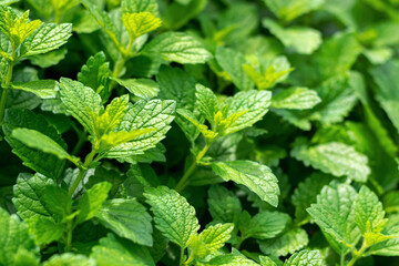 Melissa officinalis. Natural background. Selective focus.
