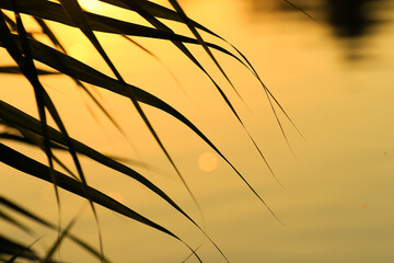 grass and leaves silhouette at sunset near the river