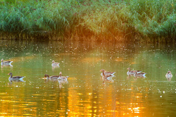 The wild goose float in the evening lake while the golden light reflected in the beautiful water surface.