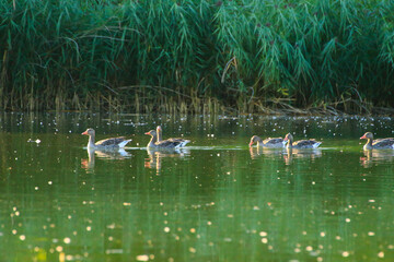 wild ducks on the lake near danube river in Germany