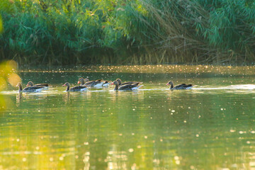 wild ducks on the lake near danube river in Germany