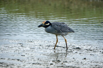 Fototapeta na wymiar Yellow-crowned night heron (Nyctanassa violacea) on the bank of a shallow pond by the beach in Ayampe, Ecuador
