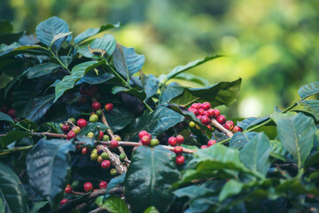 Ripe Red coffee bean berry plant fresh seed coffee tree growth in green eco organic farm. Close up red ripe seed robusta arabica berries harvest for  coffee garden. Fresh coffee bean green leaf bush